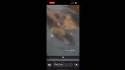 snap india